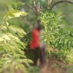 IMG-20250428-WA0005~3