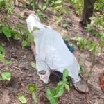 IMG-20250519-WA0002~2