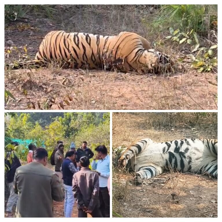 20251215_155253-COLLAGE